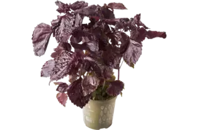 BIO Shiso in pot doos 2st